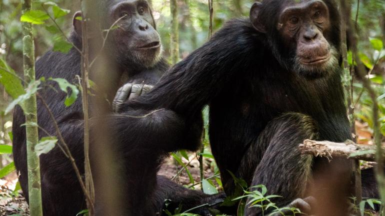 Численность шимпанзе в Раунде