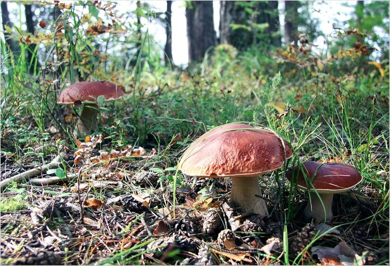 Какие грибы растут на юге