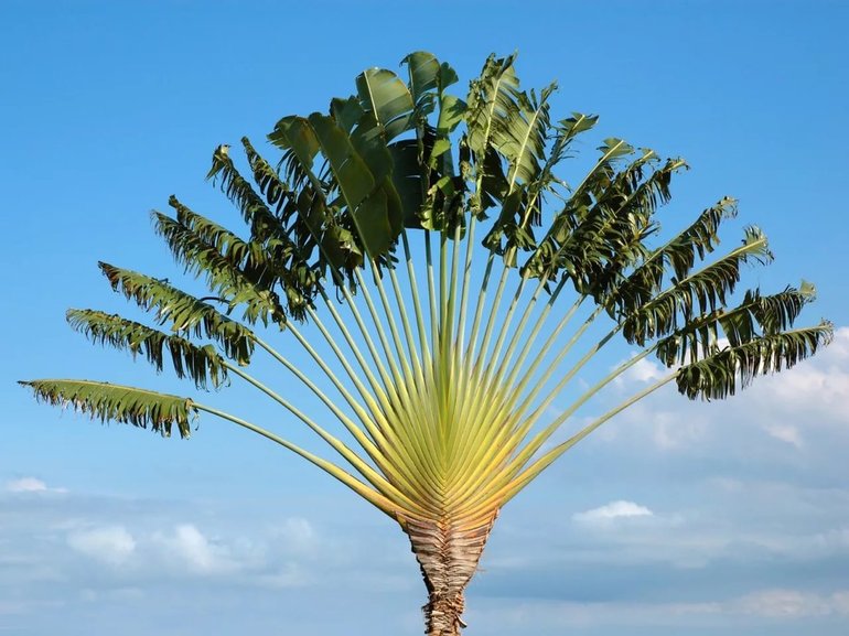 Самая необычная пальма