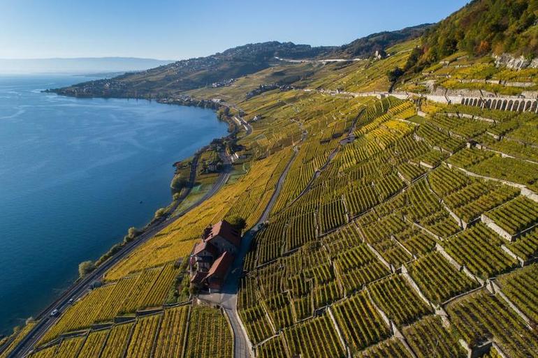 Террасовые виноградники Лаво в Швейцарии