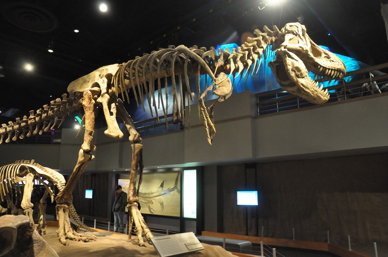 Канадский тиррелловский палеонтологический музей