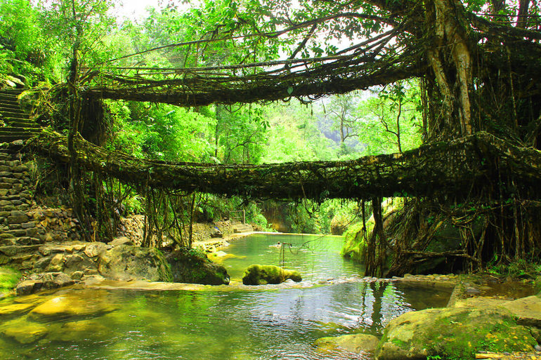 Подвесной мост Living Root в джунглях индийского штата Мегхалая