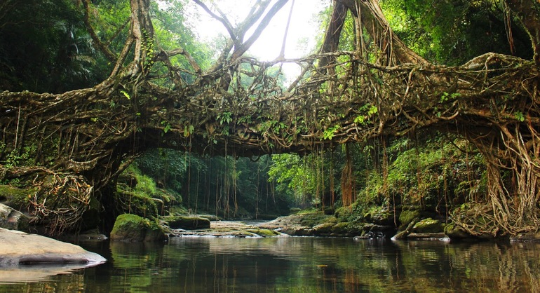 Living Root — подвесной мост в джунглях Индии