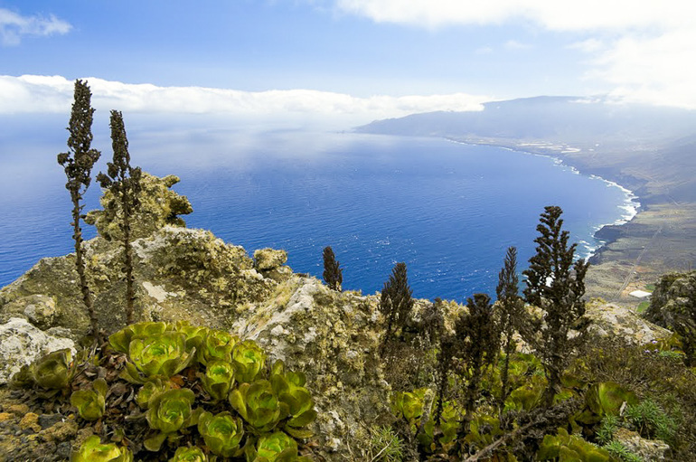 Причудливая растительность испанского острова Иерро