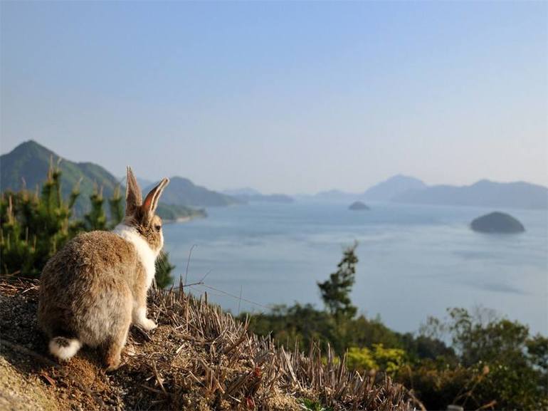 Японский остров окуносима в гостях у кроликов