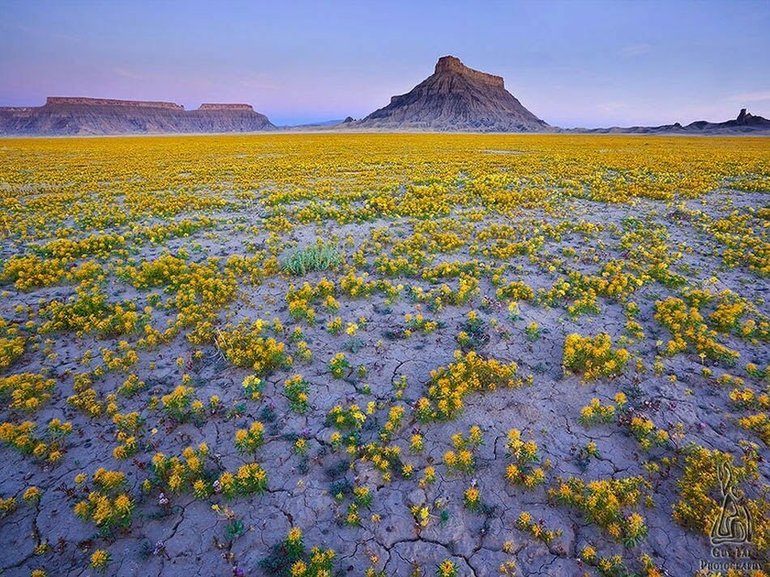 Цветущая пустыня Колорадо парк Анза-Боррего
